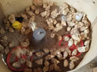 Chickens — foto 2