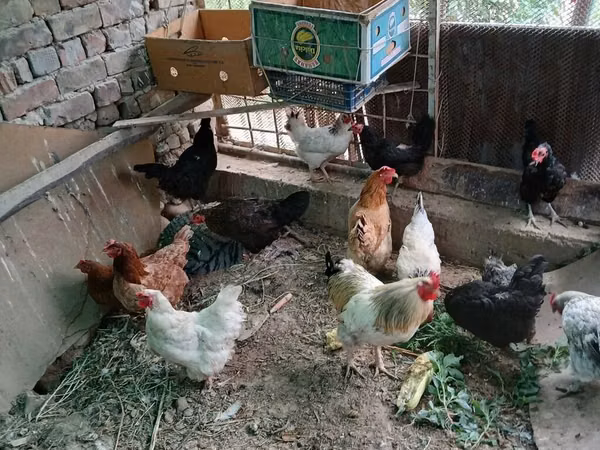 Chickens — Kârgâzstan