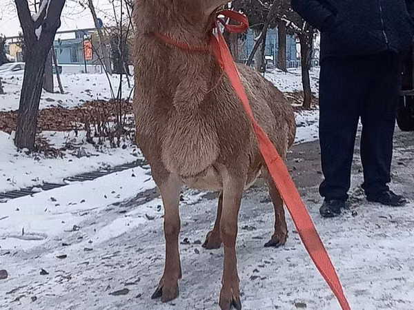 Ram, Sheep — Uzbekistan