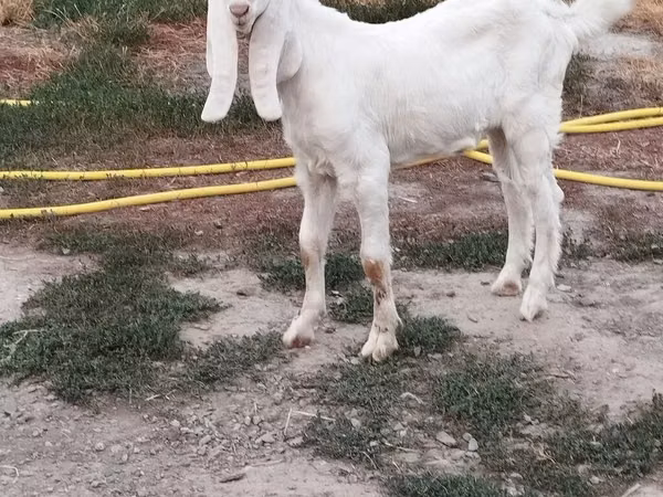 Kambing jantan, Beetal goats — Kyrgyzstan