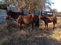 Madyan, Atlar — foto 3