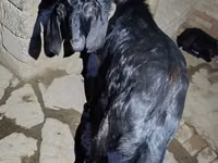 كبش, South meat sheep — الصورة 3