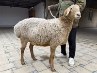 Owca, Arashan sheep — zdjęcie 5