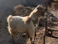母山羊, Alpine goat — 照片 1