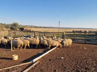 Sheep, Sheep — photo 3