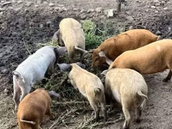 Kanec,  — Maďarsko