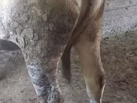 Vaca, Bovinos — foto 4