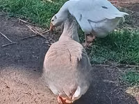 Geese — photo 2