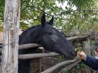 Модиён, Nonius horse — акс 1
