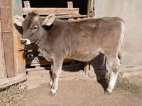 Гов, Swiss cattle — акс 4
