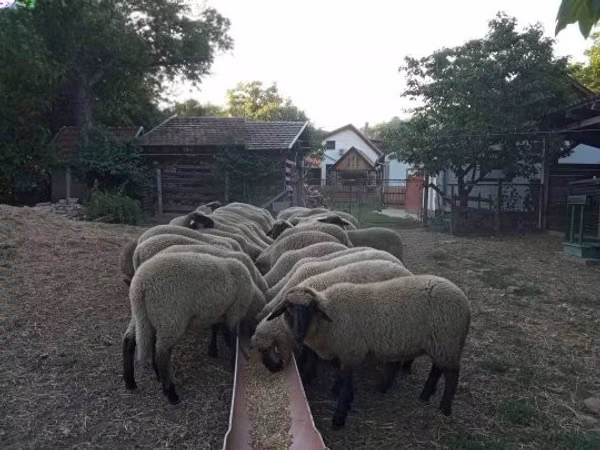Sheep, Tsigai sheep