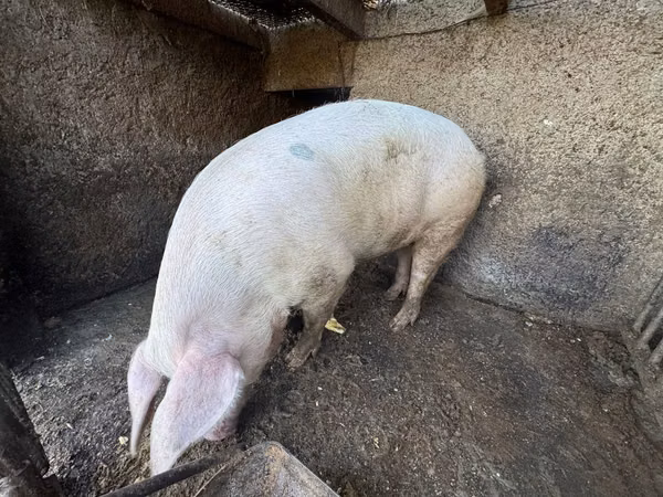 Boar, Pigs — Moldova