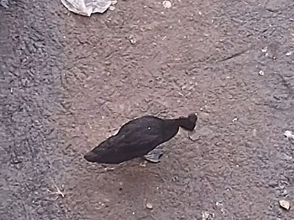 Guinea fowl — Azerbaijan