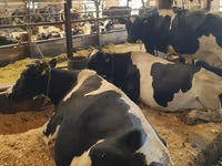 Vaca, Raza Holstein — foto 2