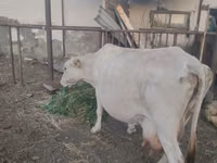 Cow, Cattle — photo 4