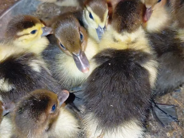 Ducks