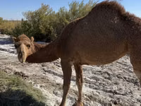 Velbloudice, Kazakh Bactrian camel — foto 2