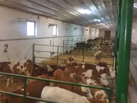گاو و گوساله (گروه، جنسیت مشخص نشده), Simmental cattle — عکس 4