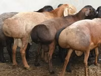 Ram, Sheep — photo 1