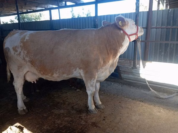গাভী, Simmental cattle
