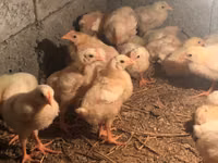 Chickens — Foto 1