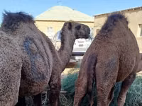 Ngamia dume, Kazakh Bactrian camel — picha 1