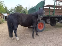 Mare, Horses — photo 1
