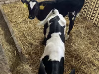 母牛, Holstein breed — 照片 3