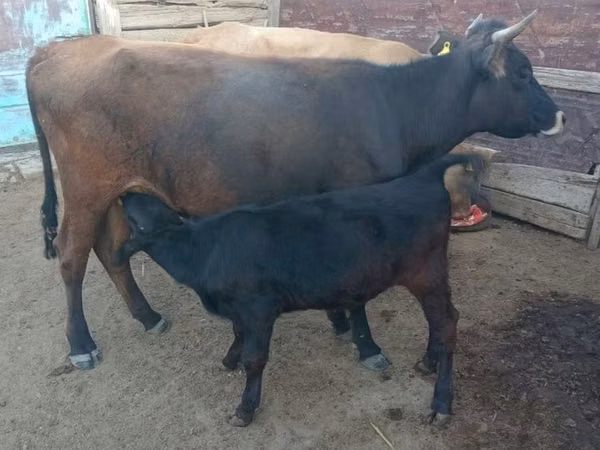 Cow, Cattle — Kazakhstan