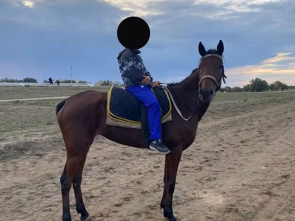 Mare, Thoroughbred horse — Kazakhstan
