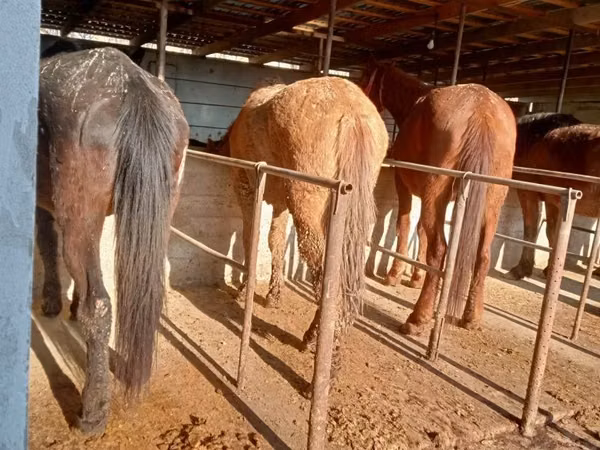 Horse (M), Horses — Kazakhstan