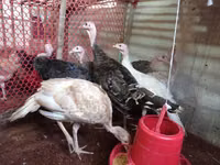 Turkeys — снимка 2