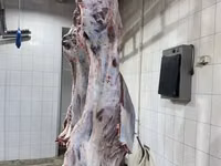 Молодняк, коровы1,2 кат. полутуши охл. — फ़ोटो 3
