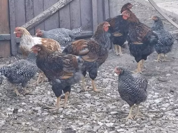 Chickens — Hungary