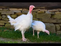 Turkeys — 照片 1
