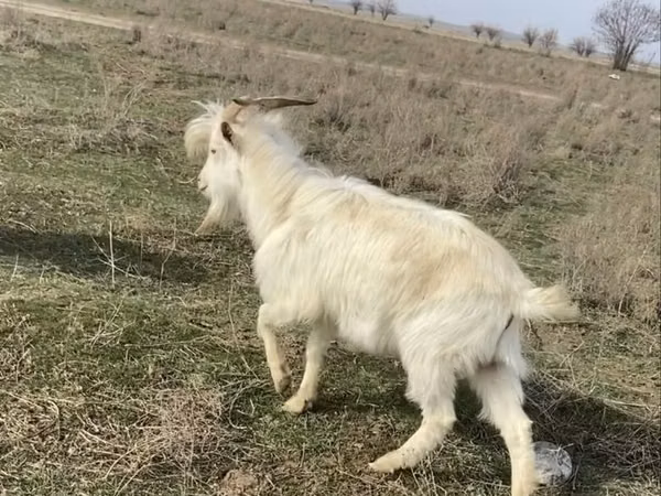 بز ماده, بز