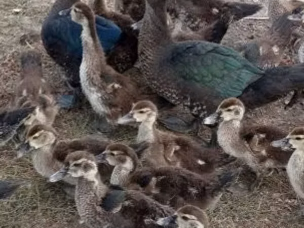Ducks — Hungary