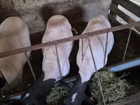میش, Dorper sheep — عکس 1