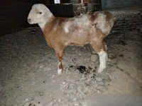 Domba (batch, jenis kelamin tidak disebutkan), Sheep — foto 1
