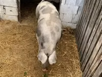 Locha, Świnie — zdjęcie 2