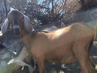 تيس, Nubian Goat — الصورة 1
