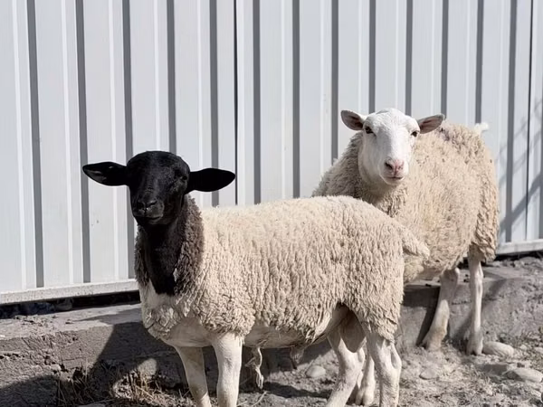 Domba jantan, Dorper sheep