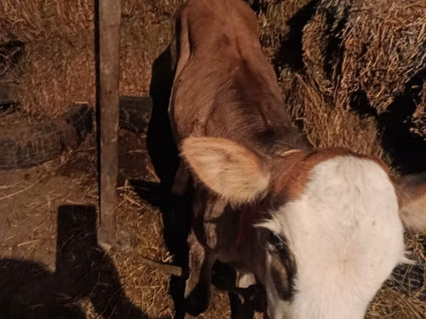 ላም, Cattle — ኪርጊስታን