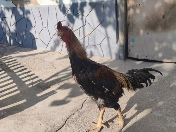 Shamo chickens — Qırğızıstan
