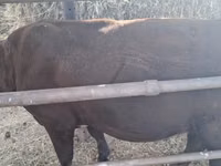Bulle, Rinder — Foto 1