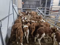 Goveda (partija, pol nije naveden), Simmental cattle — fotografija 1