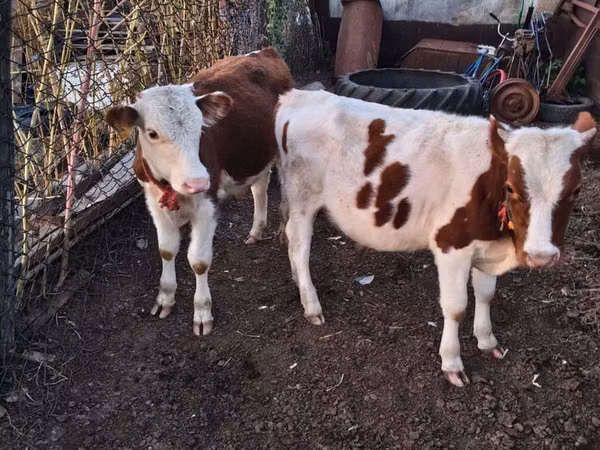 Bull, Simmental cattle — Kazakhstan