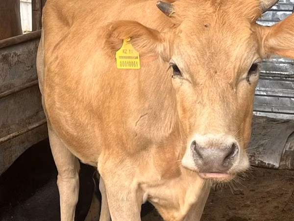 Cow, Swiss cattle — Kazakhstan