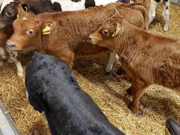 Cattle (batch, sex not specified), Simmental cattle — Poland