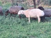 Sheep, Sheep — photo 7
